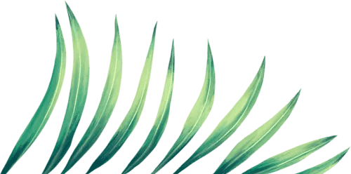 Leaf Image